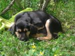 cuccioli_rieti3