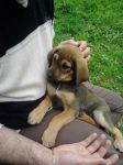 cuccioli_rieti4