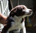 cuccioli_riofreddo