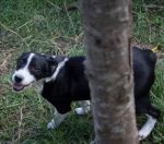 cuccioli_riofreddo2