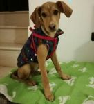 cuccioli_segugi