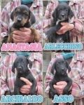 cuccioli_segugio1