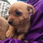 cuccioli_similjack