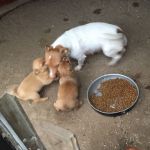 cuccioli_similjack_1