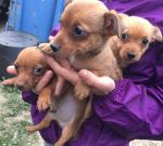 cuccioli_similjack_3