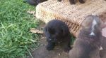 cuccioli_spinoni1