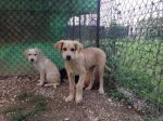 cuccioli_spinoni1_copy