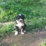 cuccioli_spinoni2