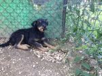 cuccioli_spinoni2_copy
