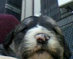 cuccioli_spinoni3