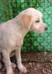 cuccioli_spinoni3_copy
