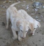 cuccioli_strada2_copy