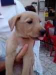 cuccioli_torva