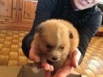 cuccioli_valmontone1