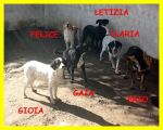 cuccioli_vita