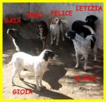 cuccioli_vita1