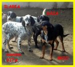 cuccioli_vita2