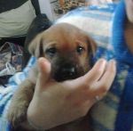 cuccioli_whisky1