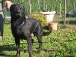 cucciolo06