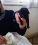 cucciolo_acilia_1