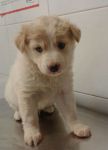 cucciolo_golden