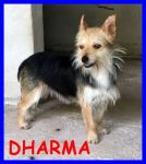 dharmaekarma2
