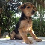 dodo_stefy2