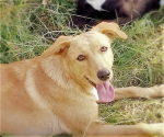 dora_2