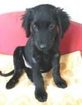 dotto_setterina1