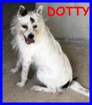dotty