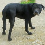 drogo_1