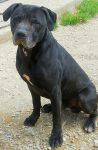 drogo_2
