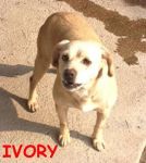 ebony_ivory