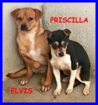 elvis-priscilla3