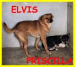 elvis-priscilla6