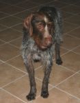 elvis_e_carlo_2