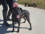 emily1