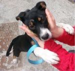 ettore3