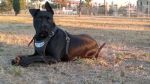 ettore_testimonianza