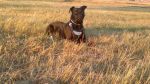 ettore_testimonianza1