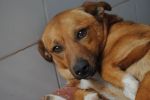 filippo