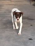 fragolino_2