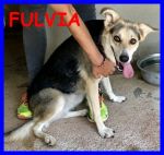 fulvia