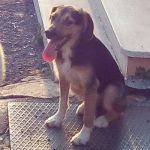 furia6_15043