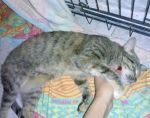 gattina1