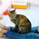 gattina2