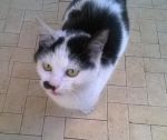 gattina_bari