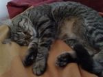 gattina_brindisi2