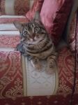 gattino_abbandonato1
