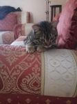 gattino_abbandonato2